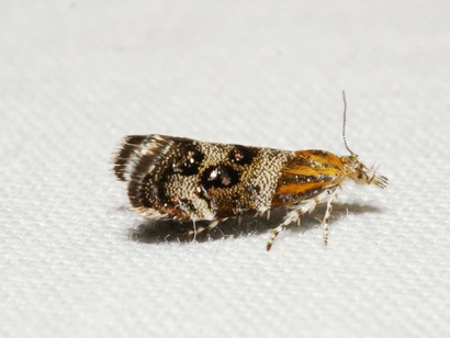 Tebenna micalis