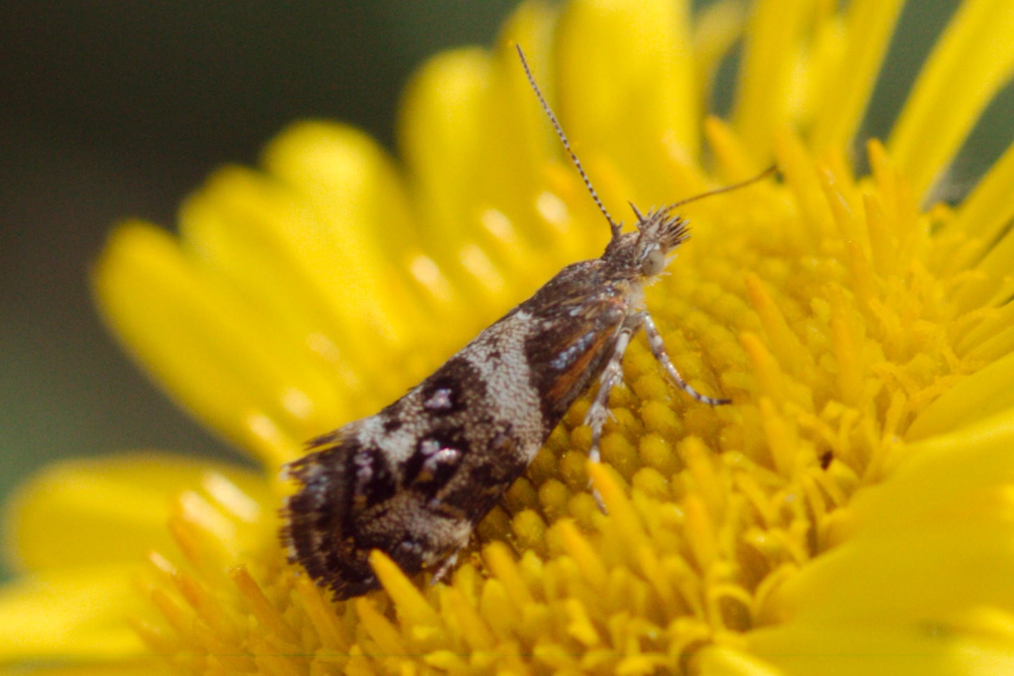 Tebenna micalis