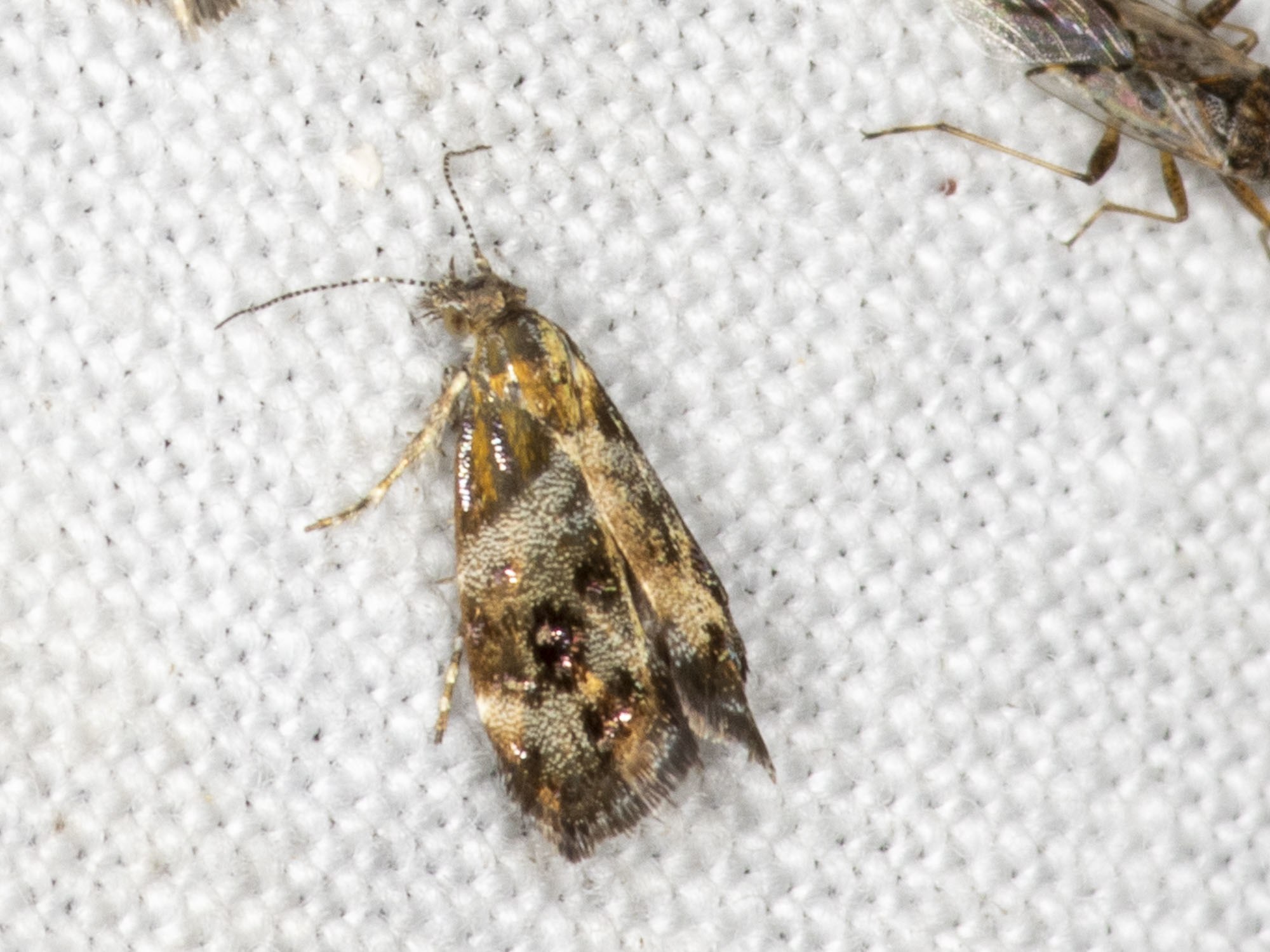 Tebenna micalis
