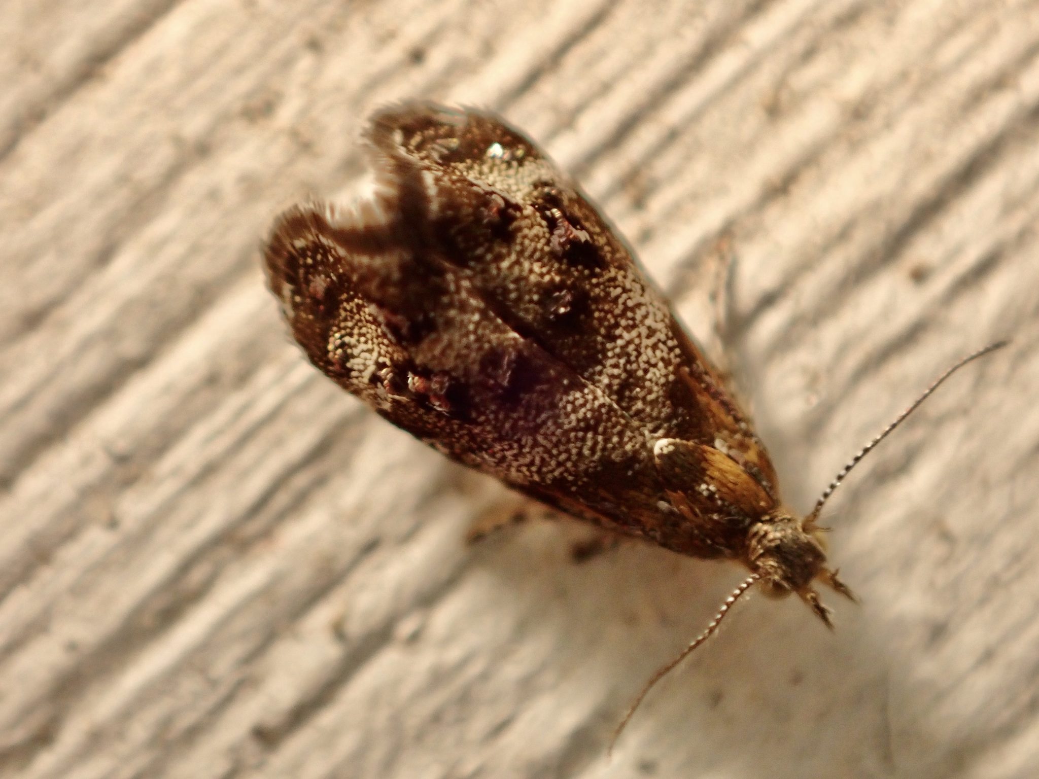 Tebenna micalis