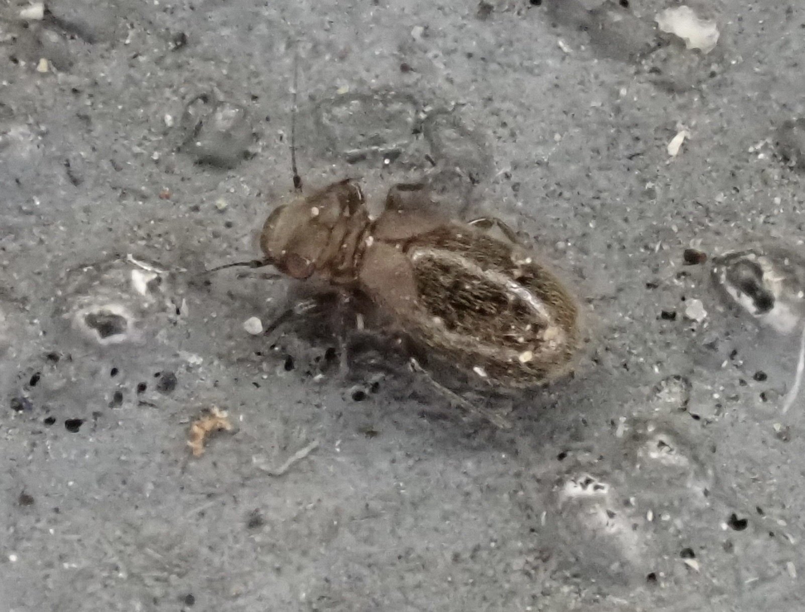 Lepinotus patruelis
