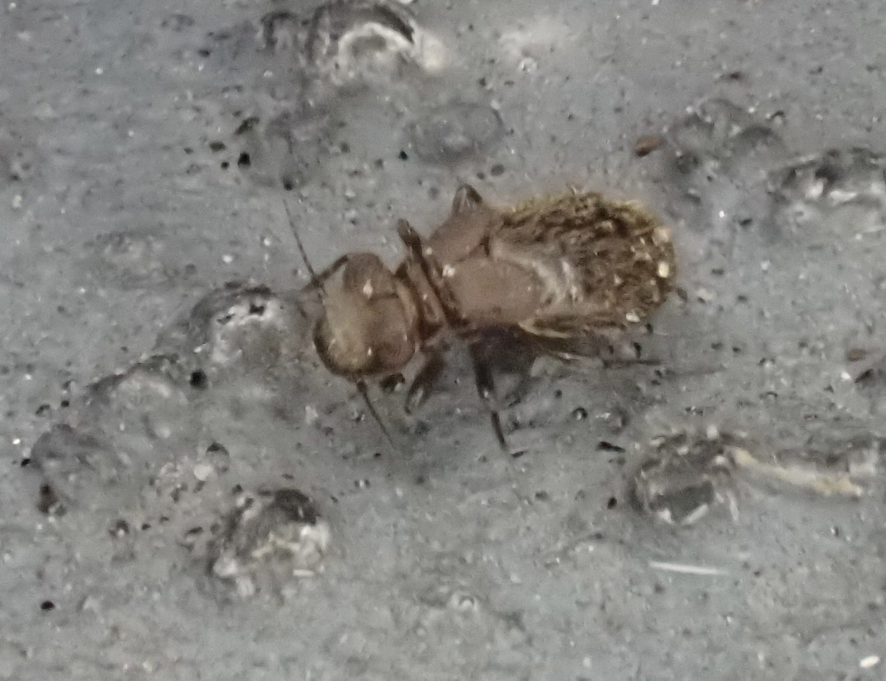 Lepinotus patruelis