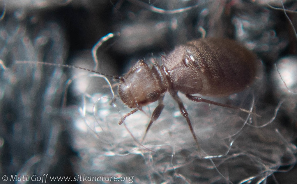 Lepinotus patruelis