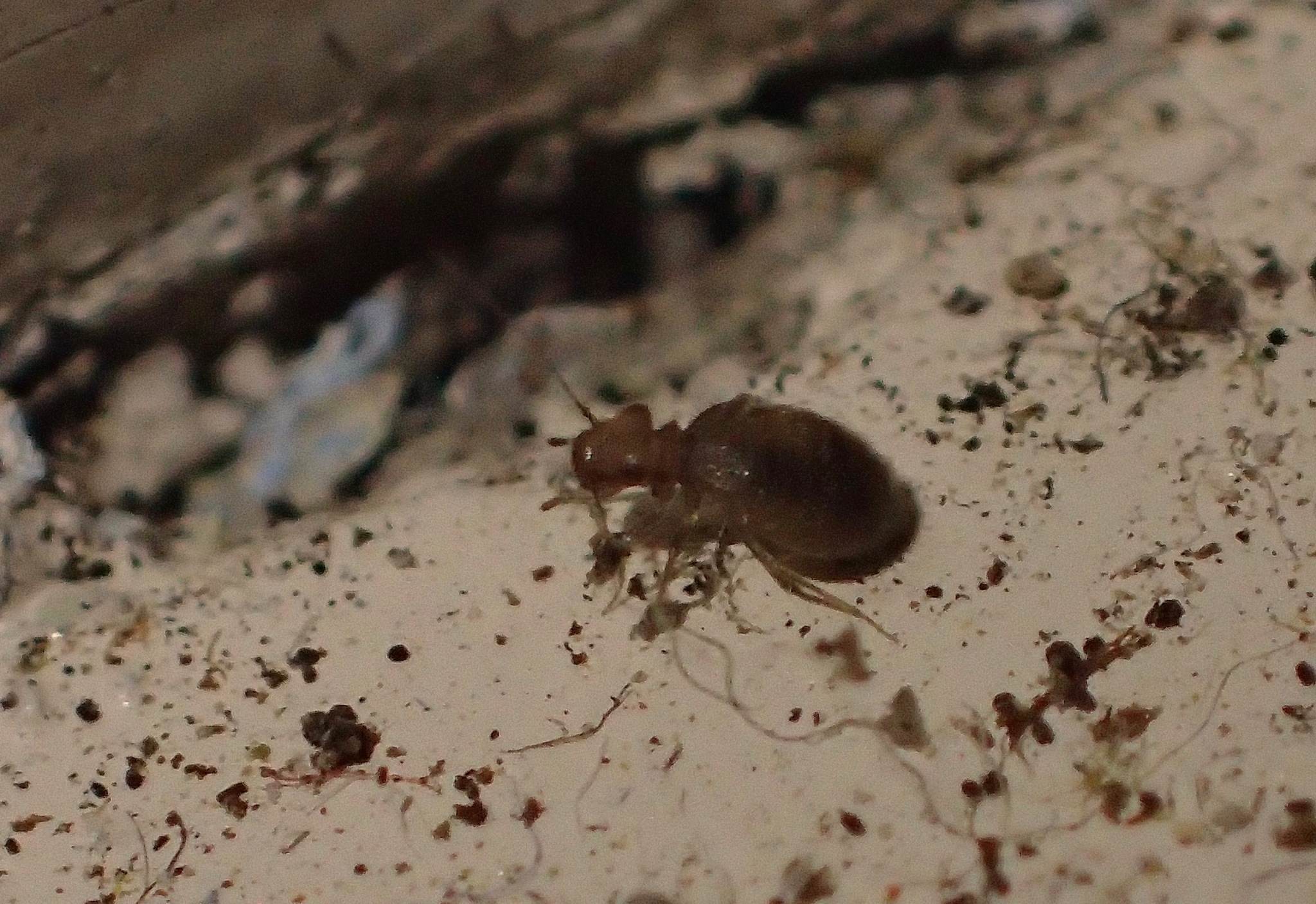 Lepinotus patruelis