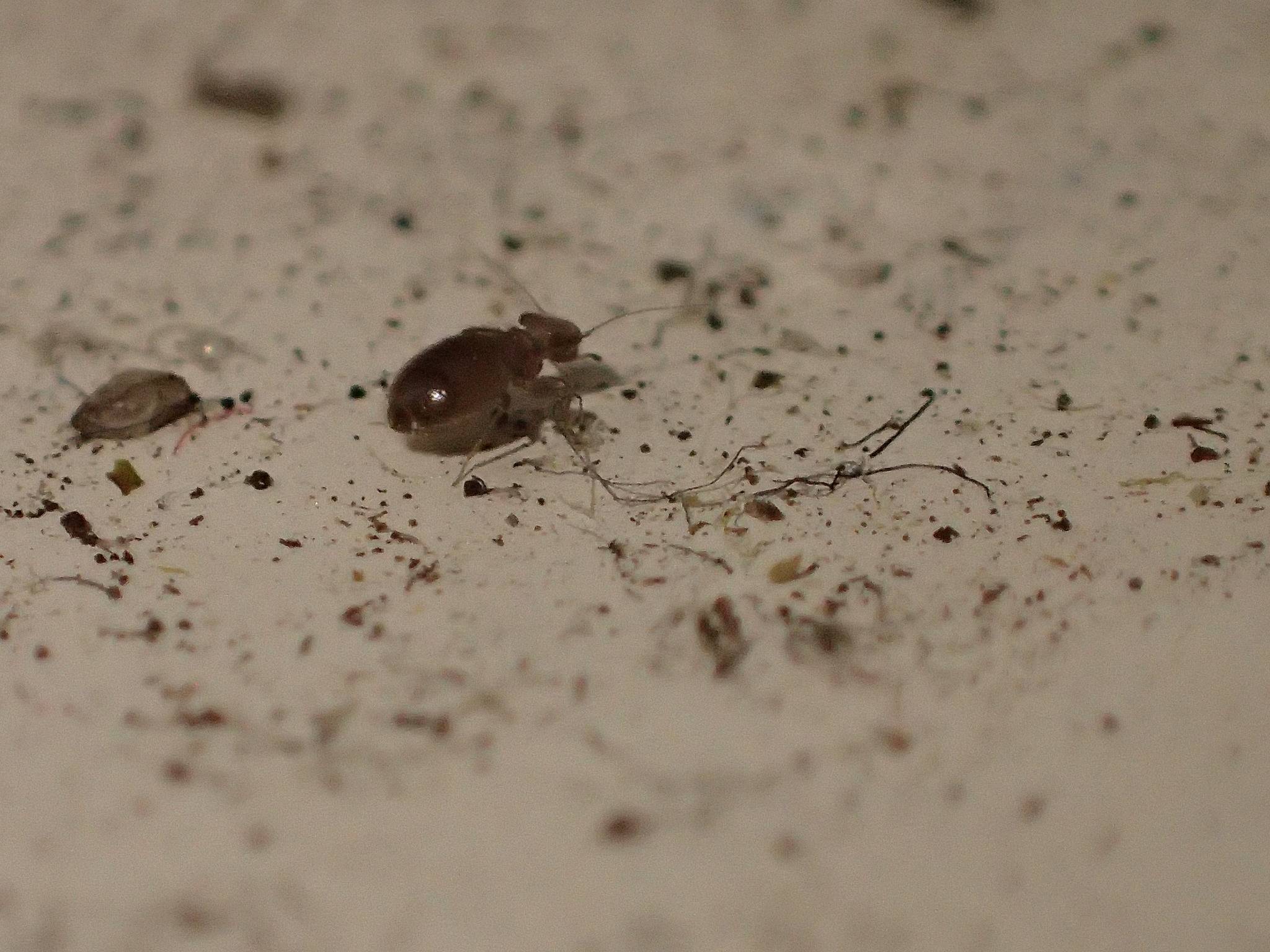 Lepinotus patruelis