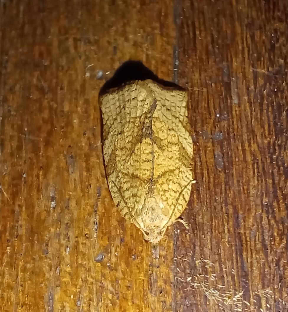 Lozotaenia capensana
