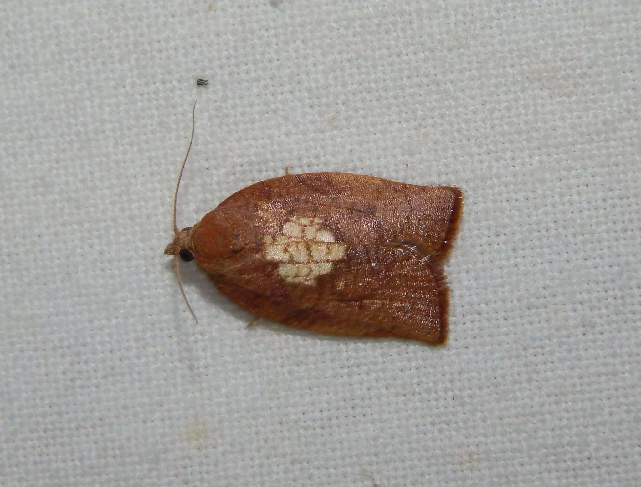 Lozotaenia capensana