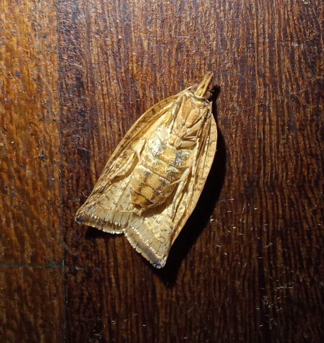 Lozotaenia capensana