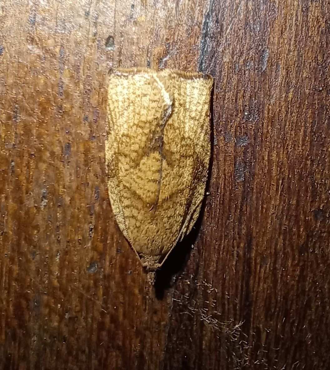 Lozotaenia capensana