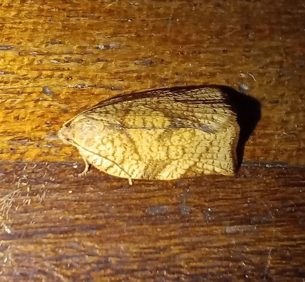 Lozotaenia capensana