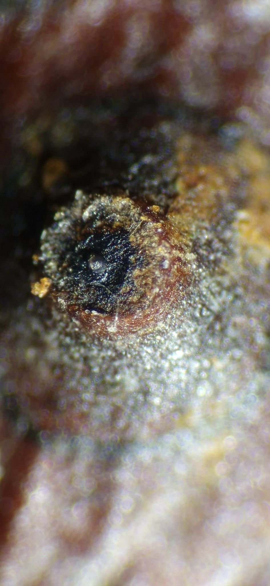 Cytospora mali