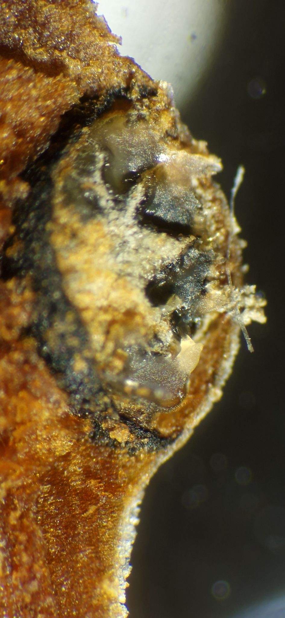Cytospora mali