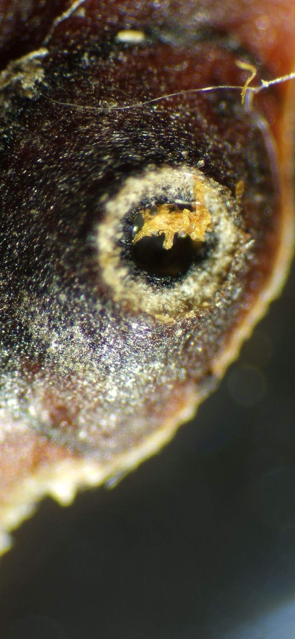 Cytospora mali