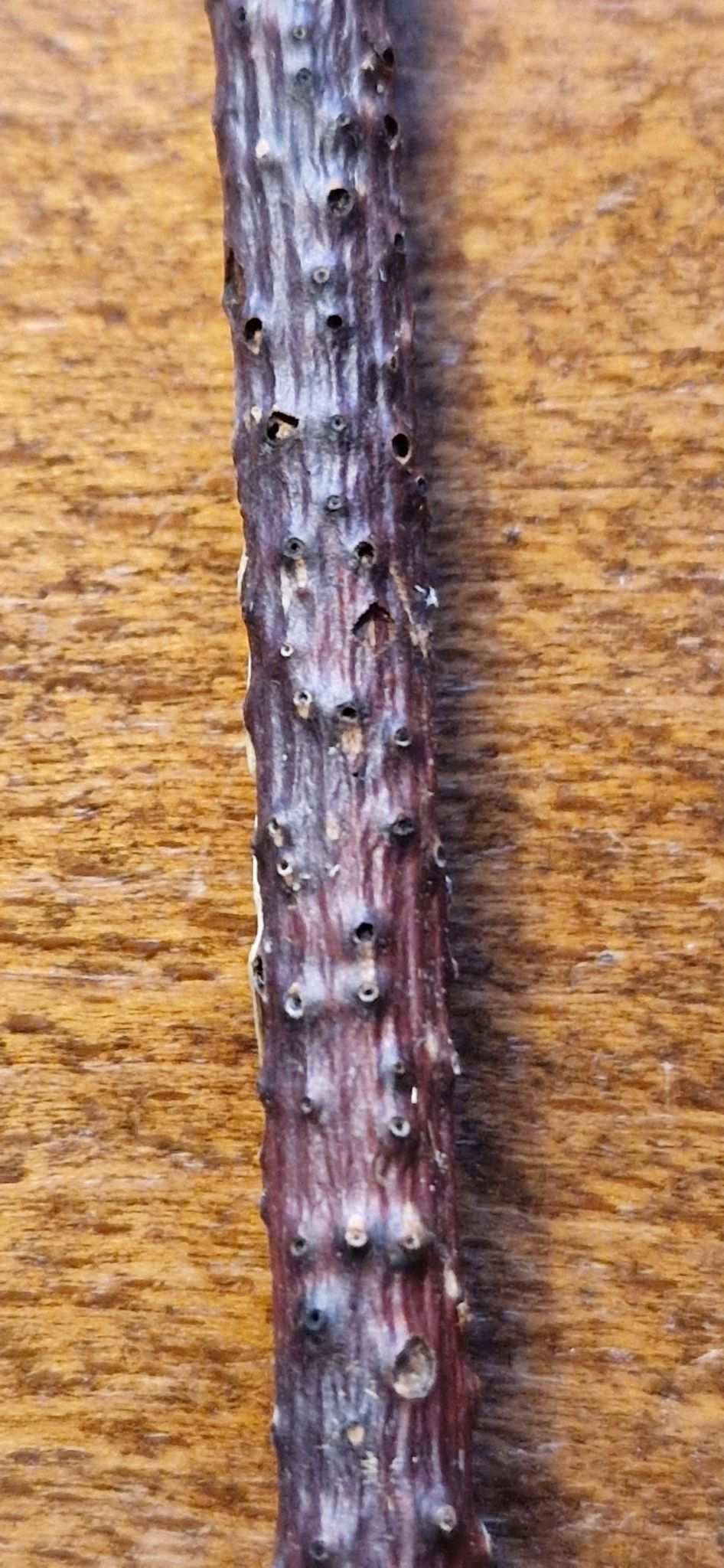 Cytospora mali
