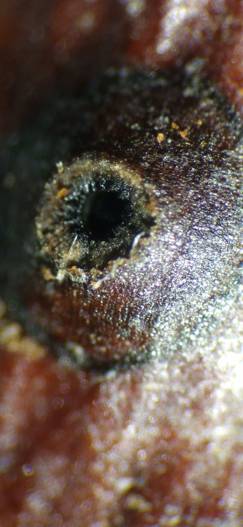 Cytospora mali