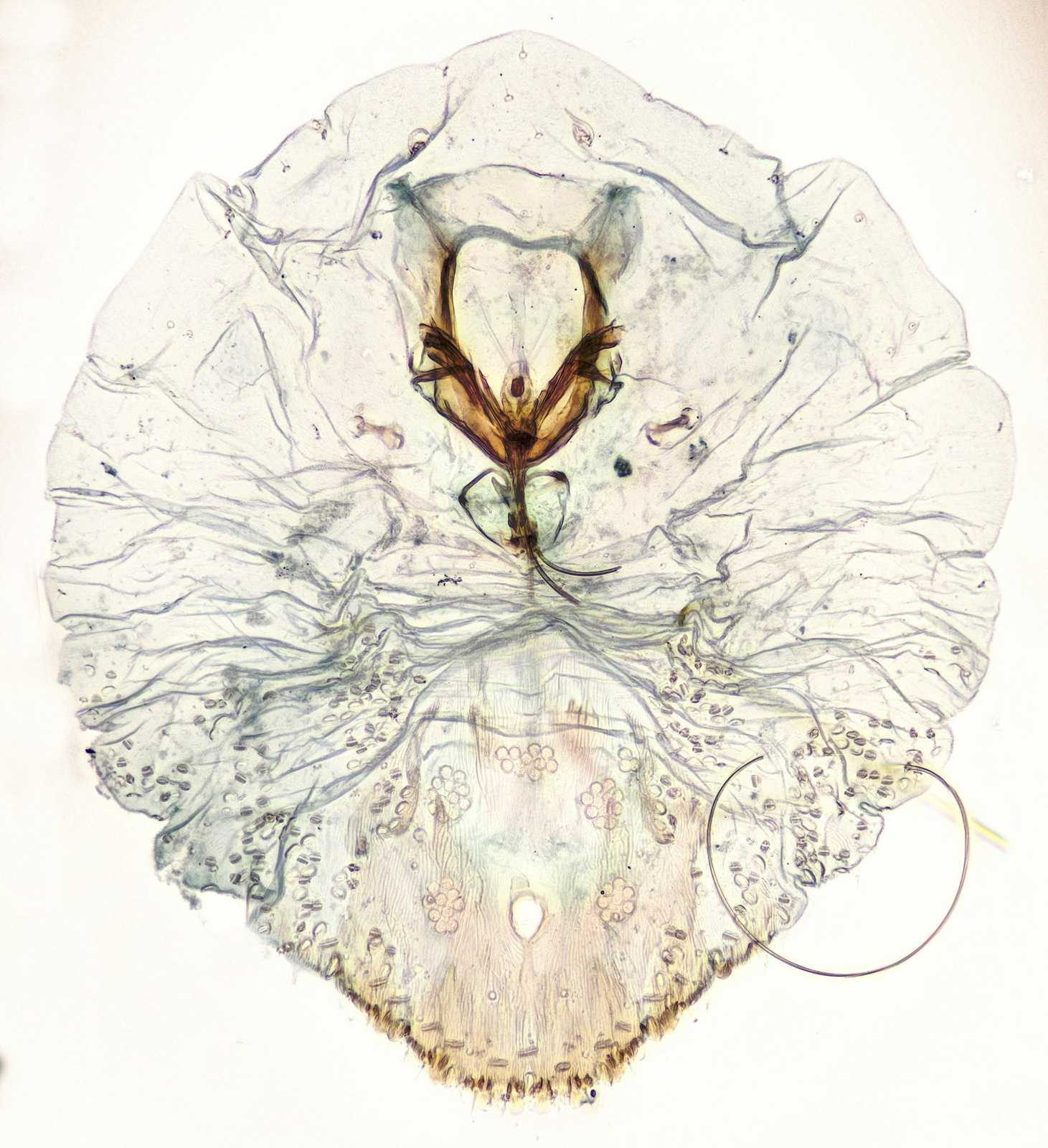 Carulaspis juniperi