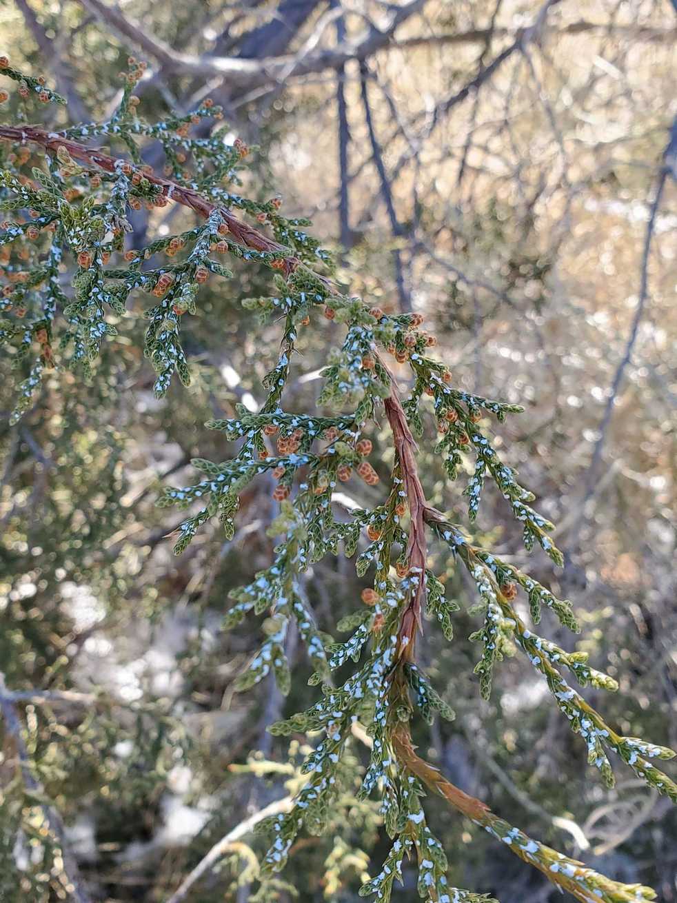 Carulaspis juniperi