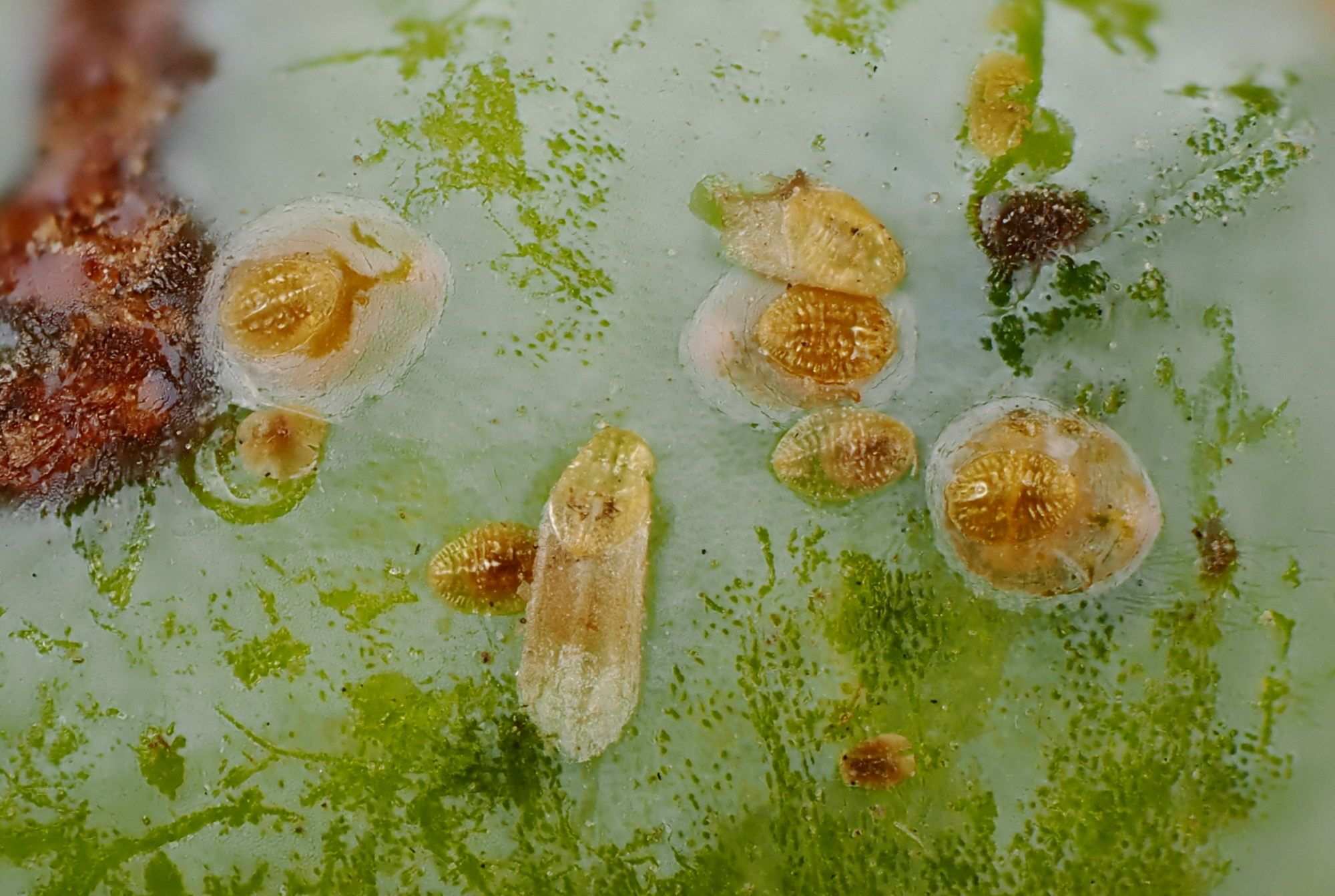 Carulaspis juniperi