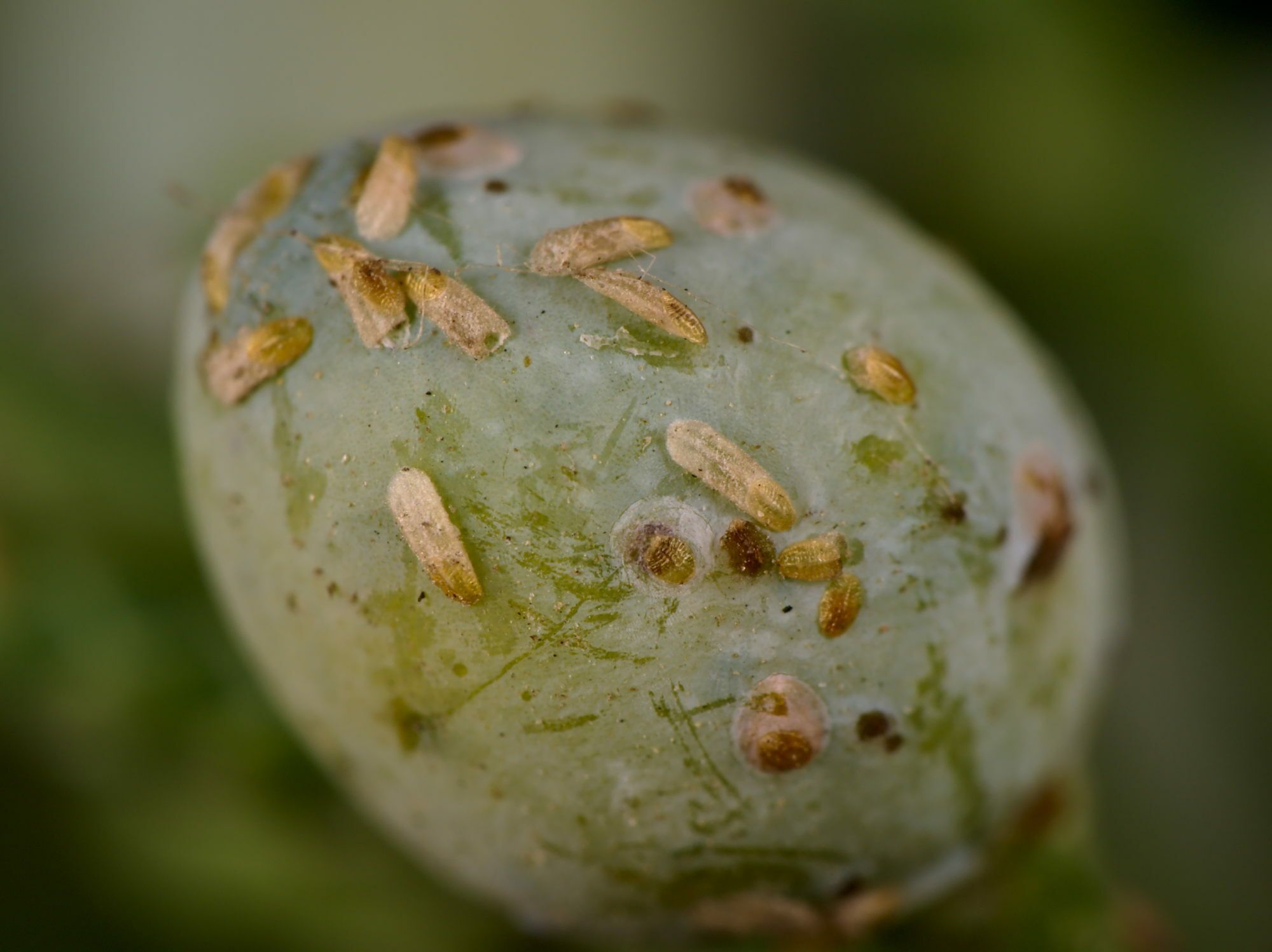 Carulaspis juniperi