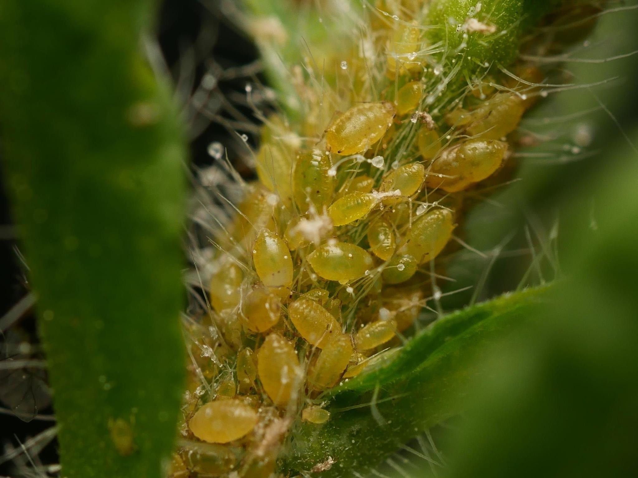 Brachycaudus helichrysi