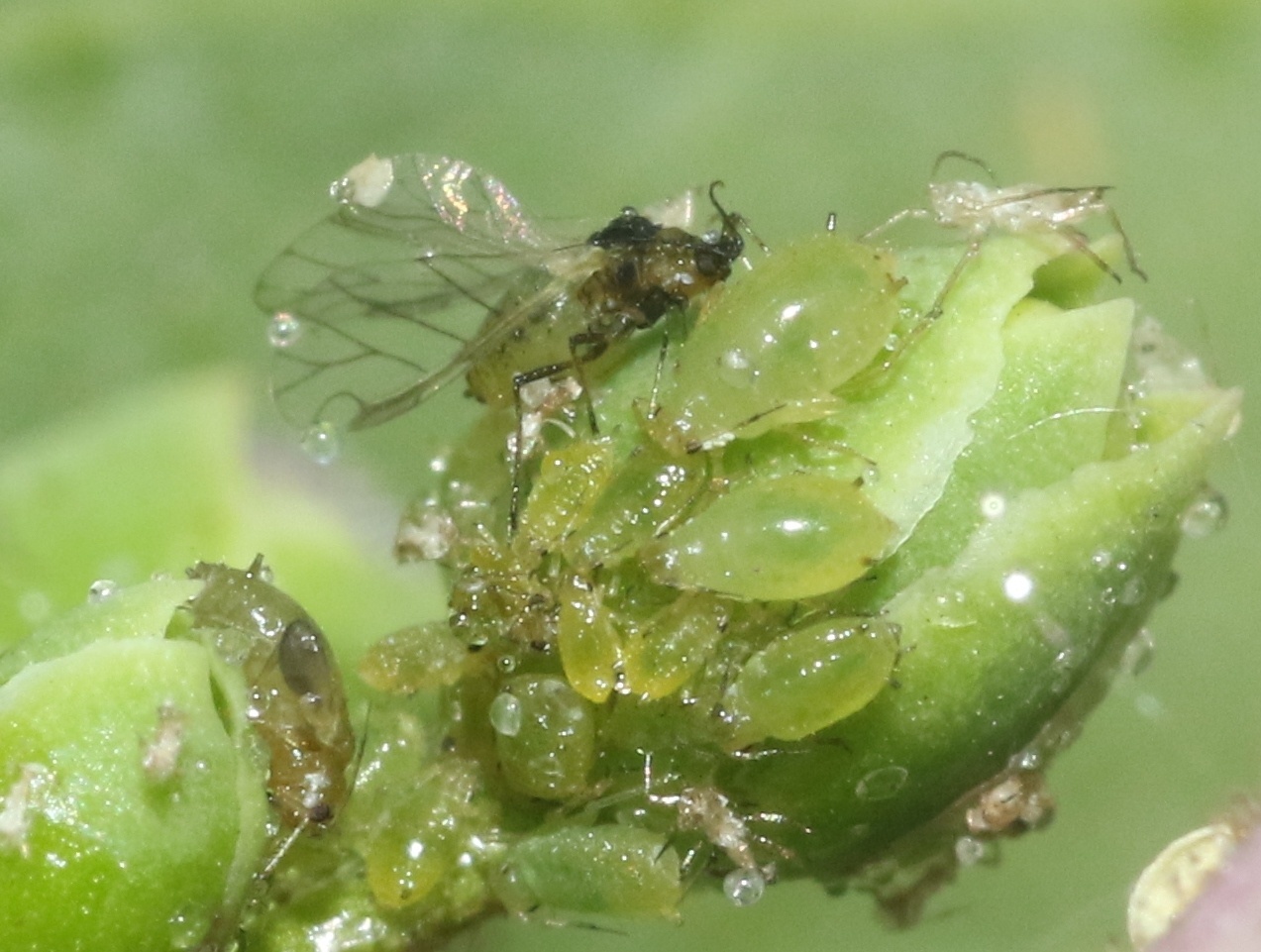 Brachycaudus helichrysi