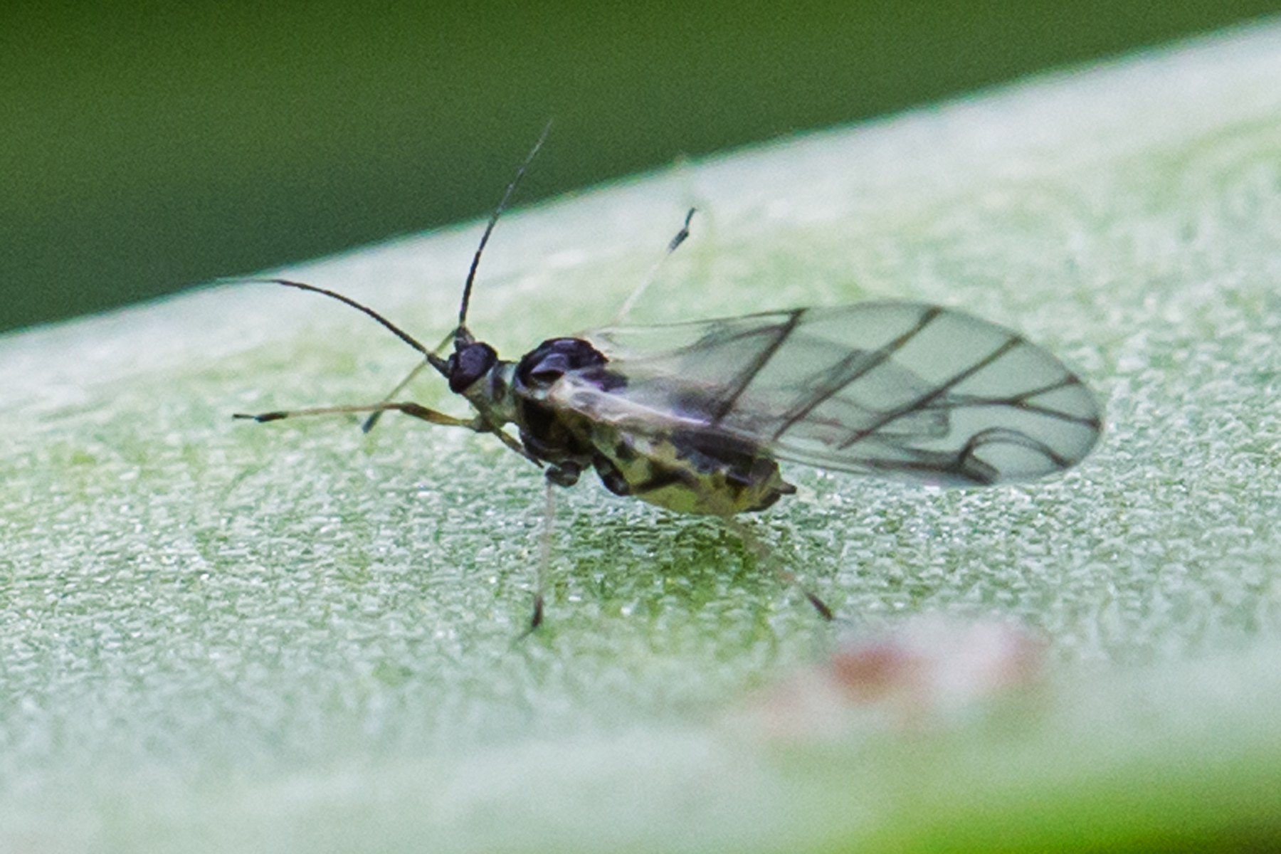 Brachycaudus helichrysi