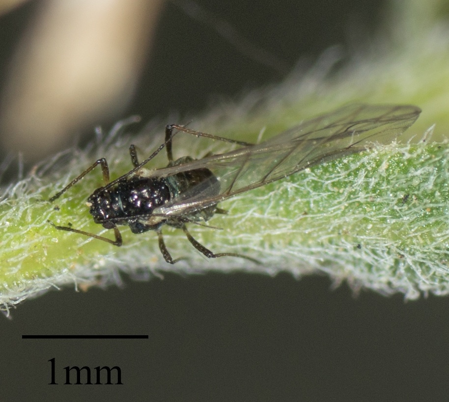 Brachycaudus helichrysi