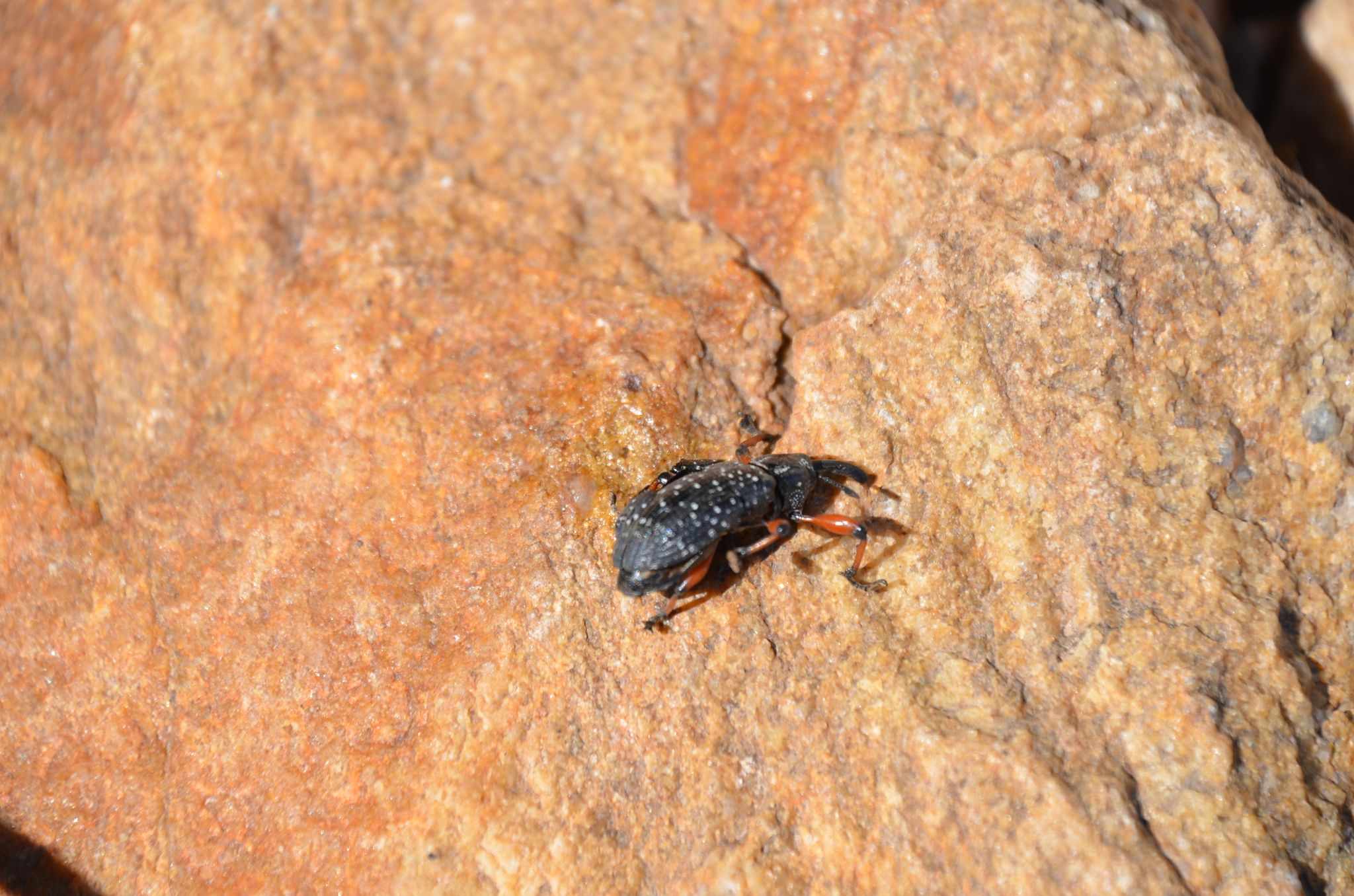 Heilipodus