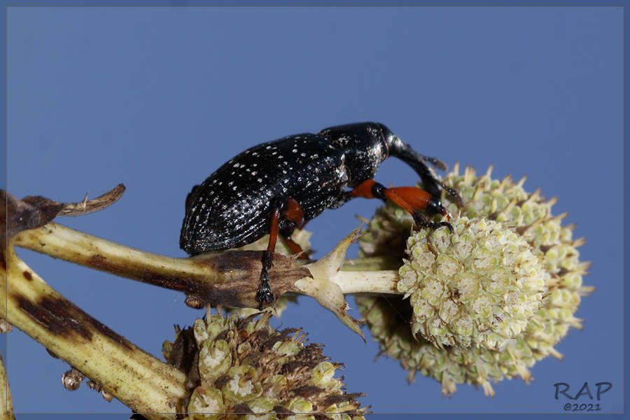 Heilipodus