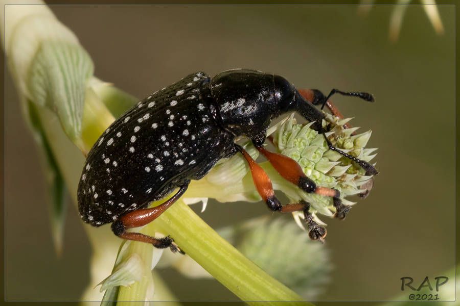 Heilipodus
