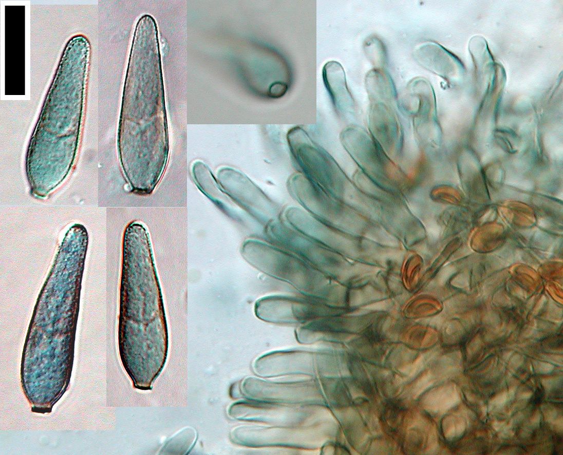 Cercosporidium
