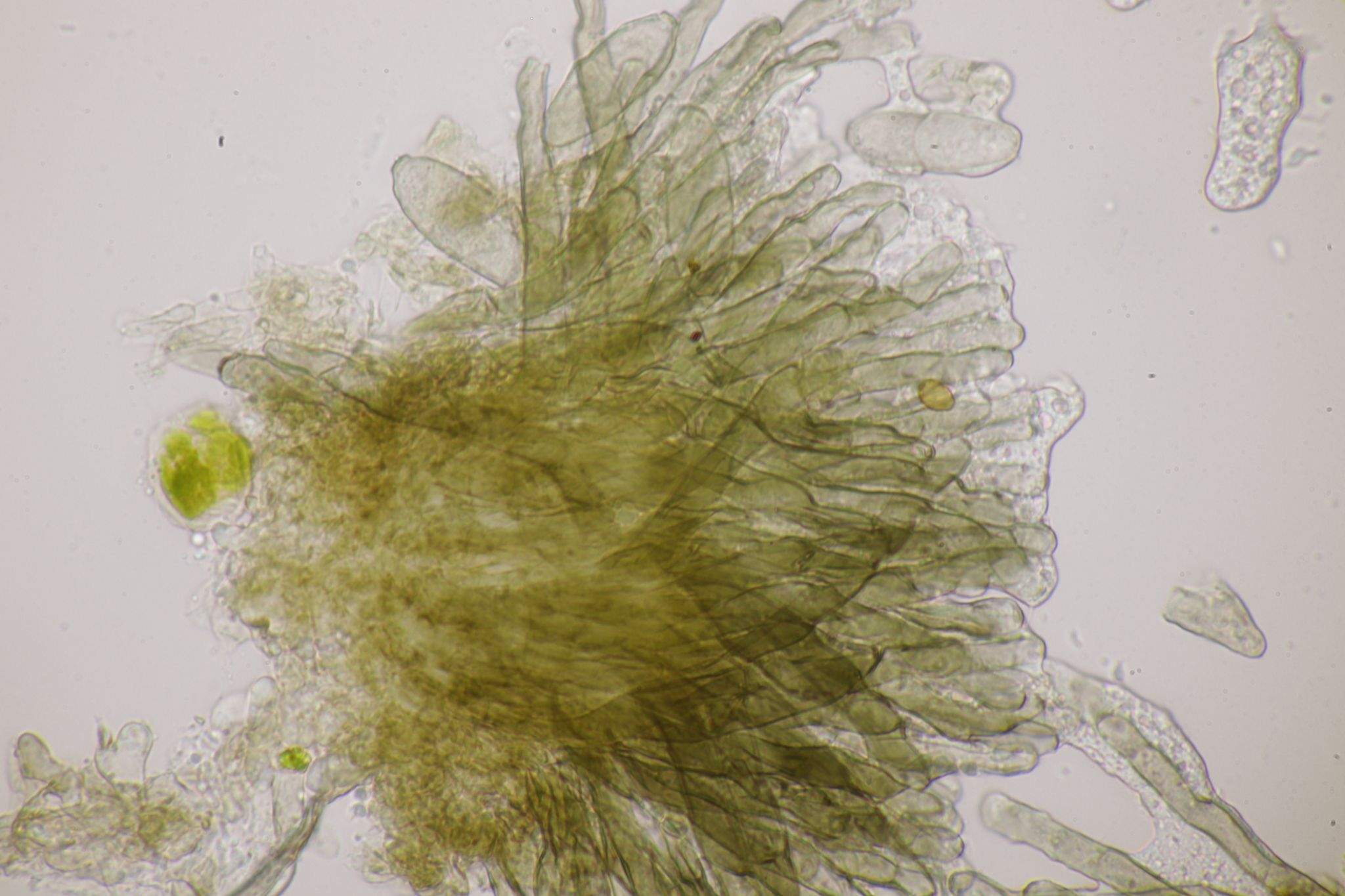 Cercosporidium