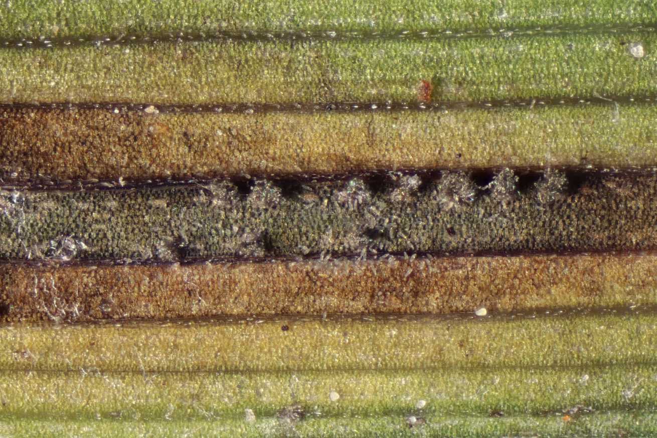 Cercosporidium