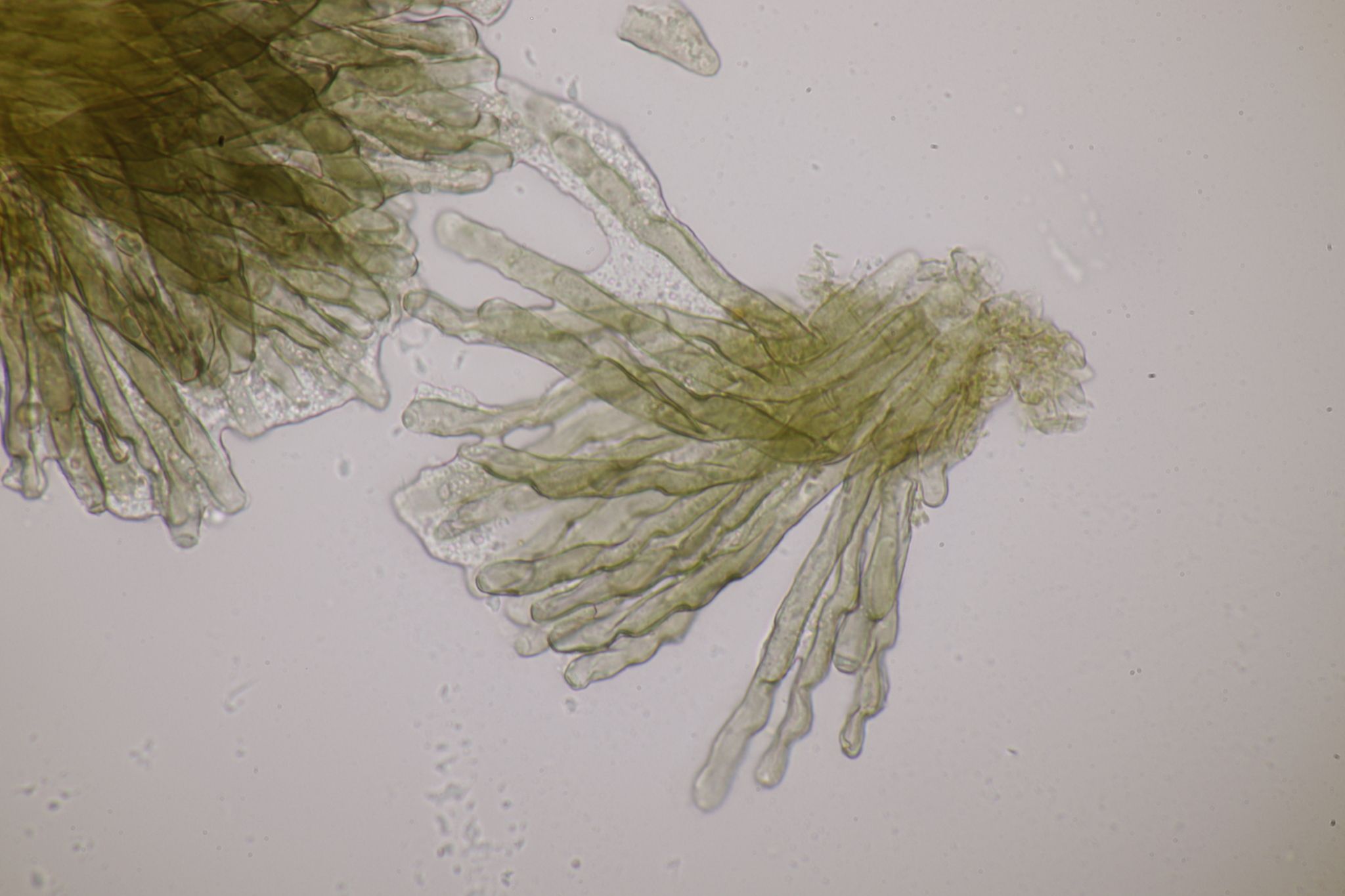 Cercosporidium