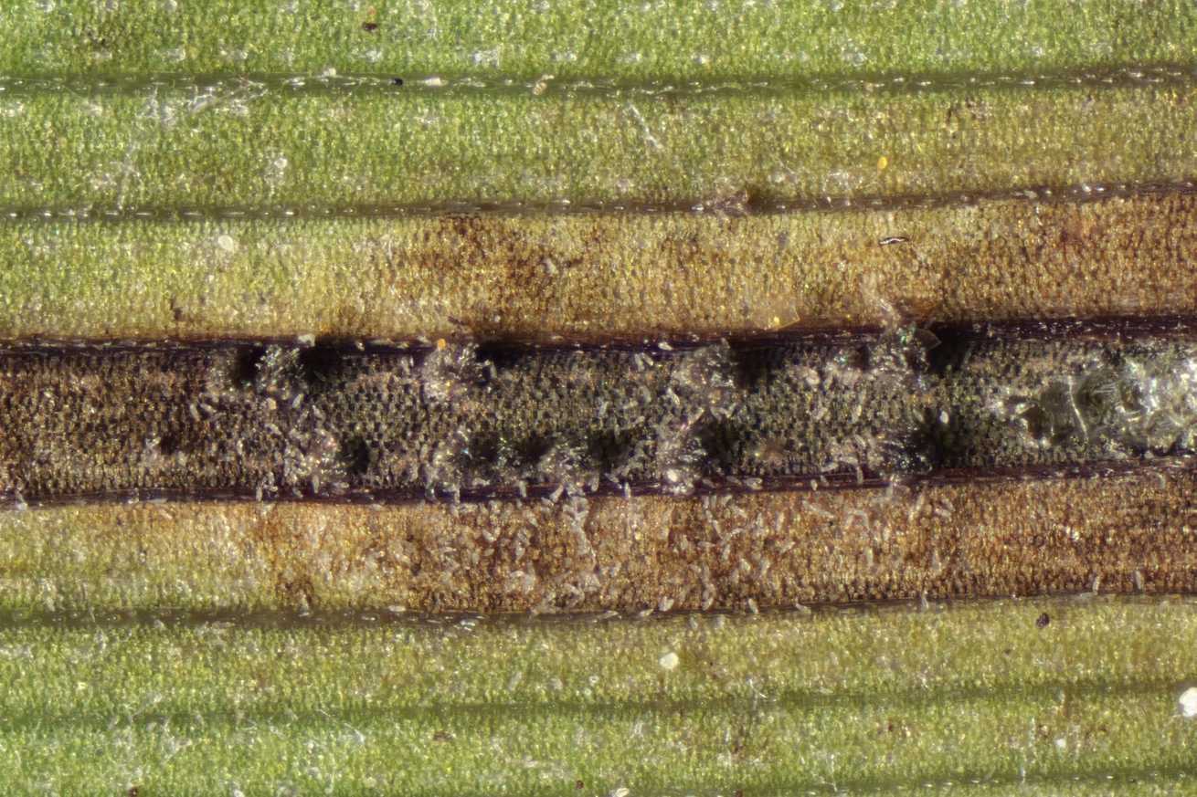 Cercosporidium