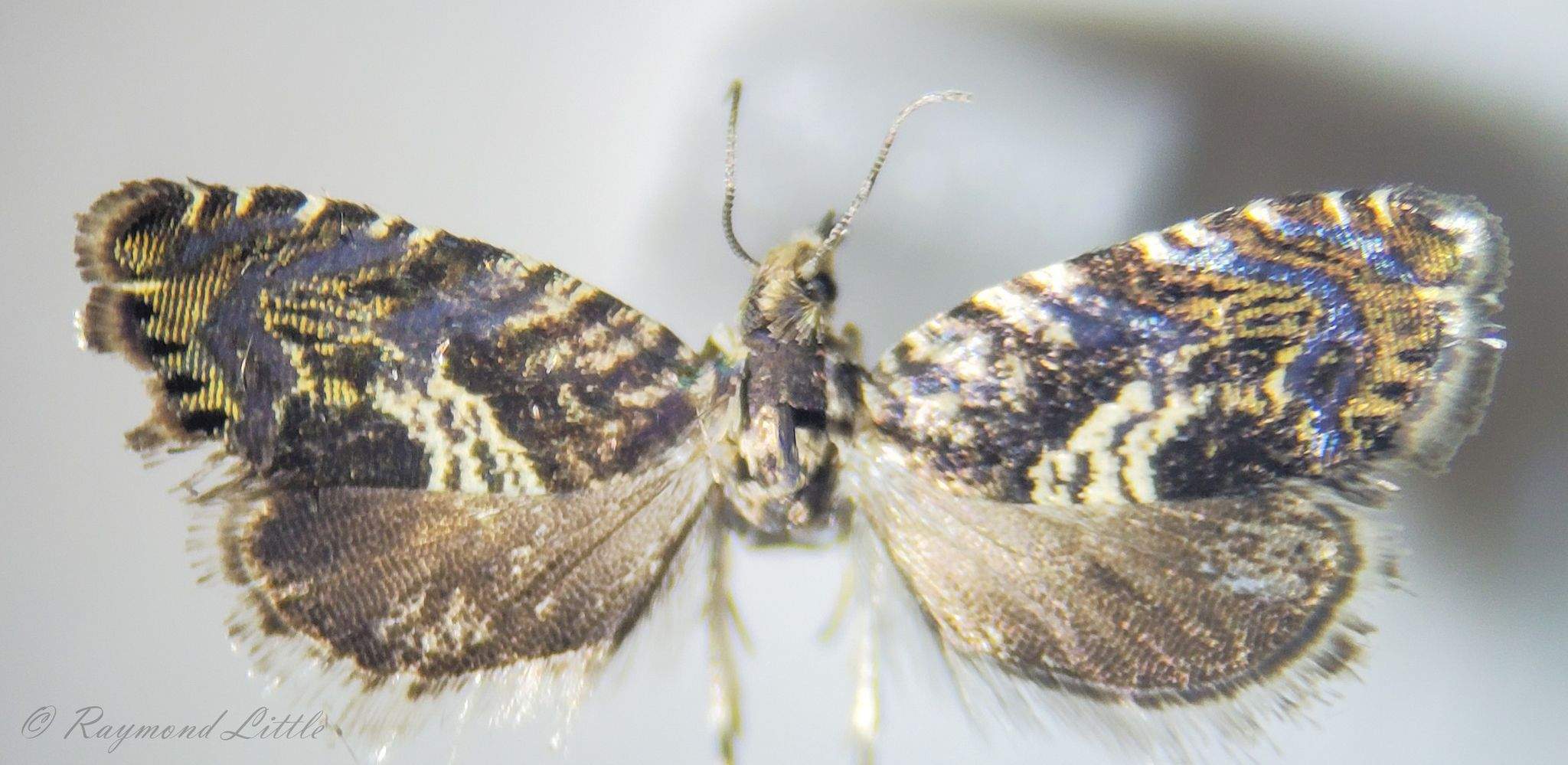 Grapholita prunivora