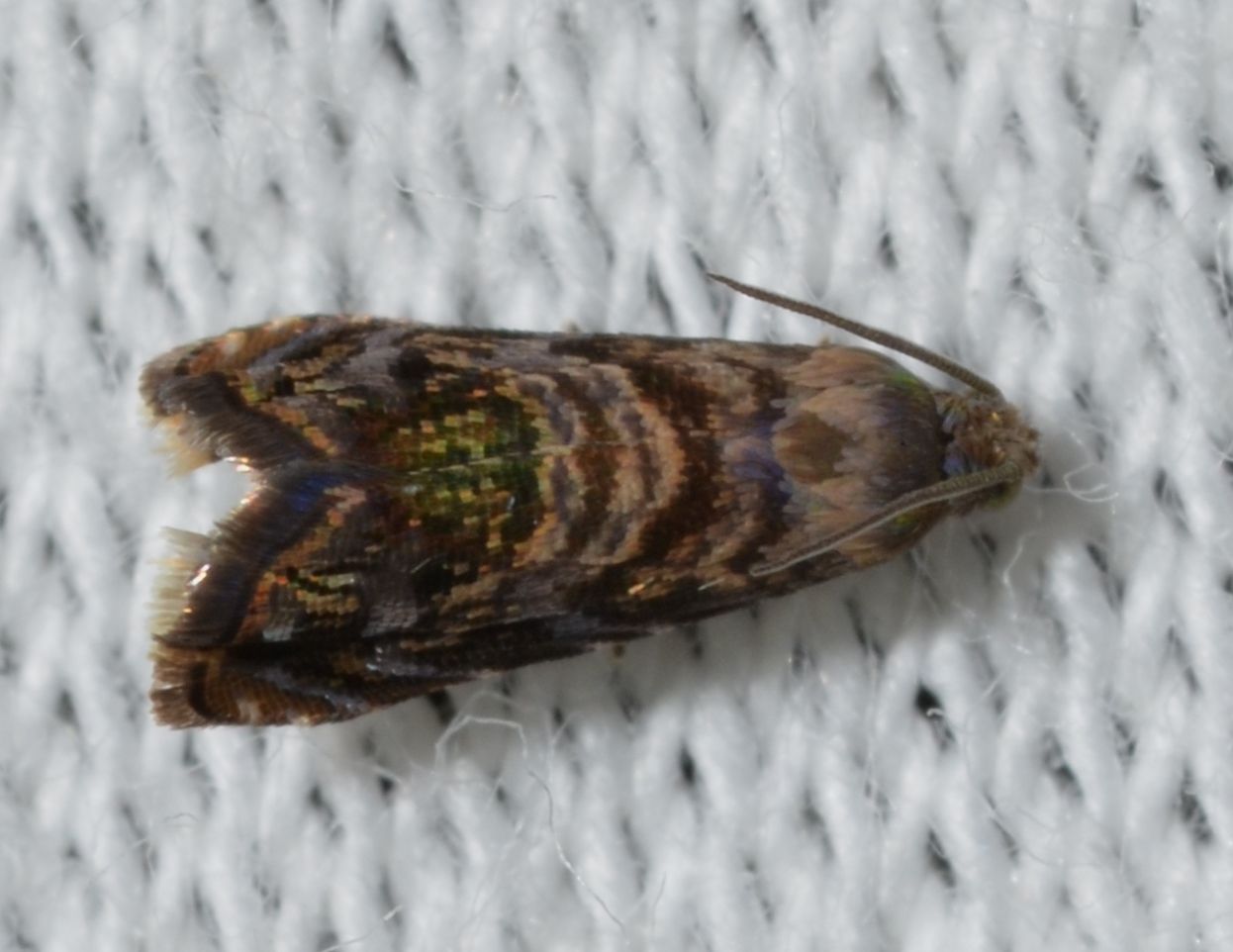 Grapholita prunivora