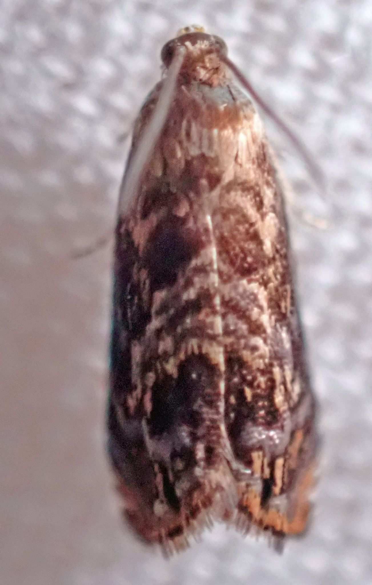 Grapholita prunivora