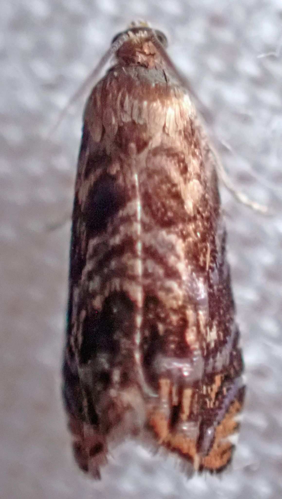 Grapholita prunivora