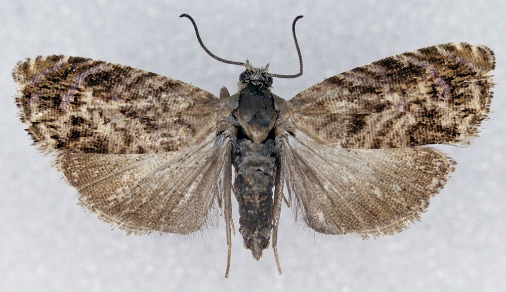 Grapholita prunivora