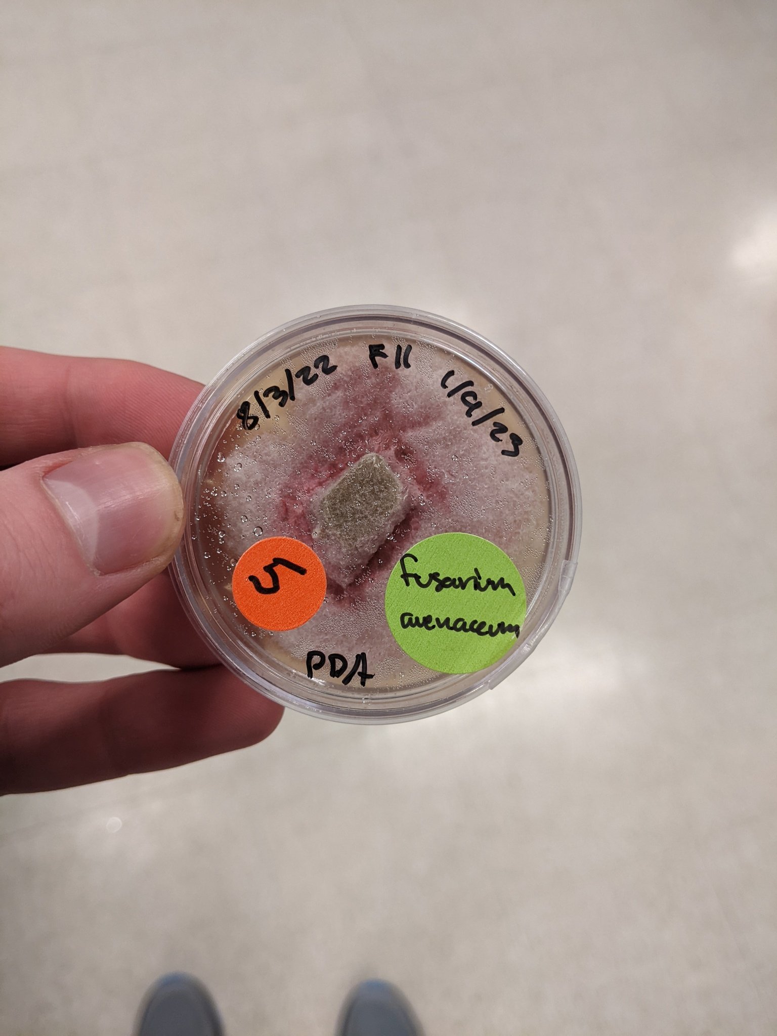 Fusarium avenaceum