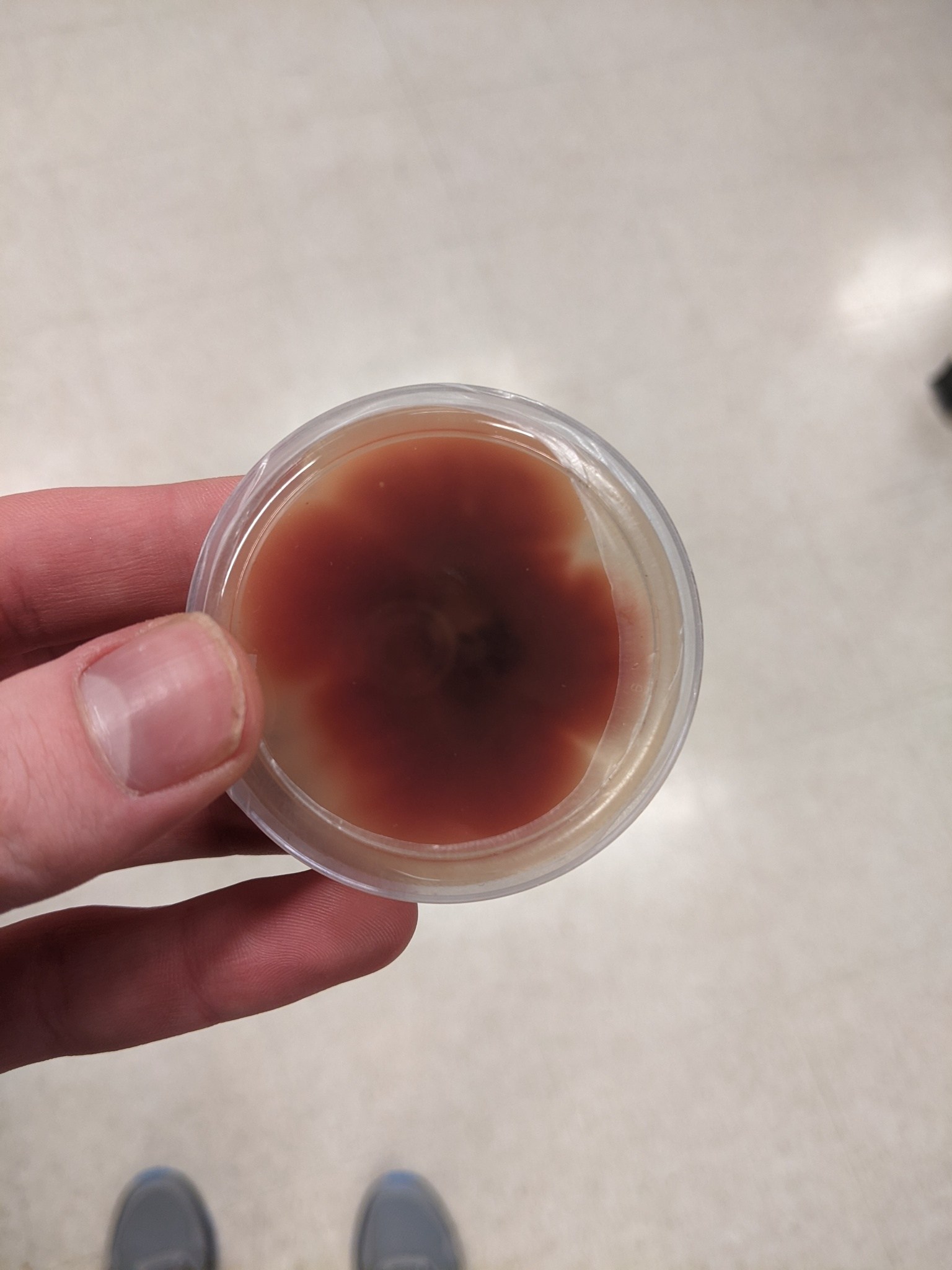 Fusarium avenaceum