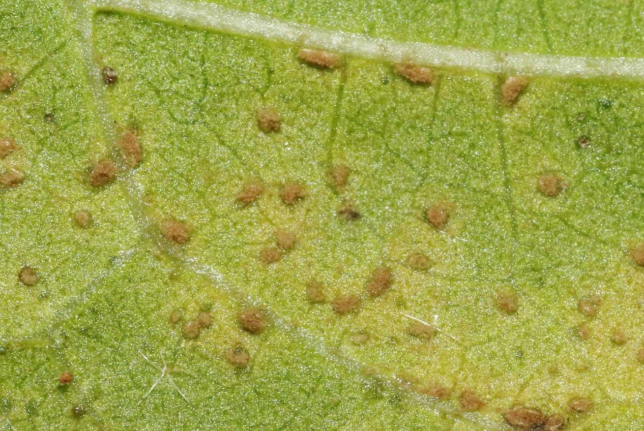 Kuehneola malvicola