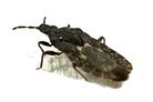 Neuroctenus