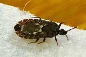 Neuroctenus