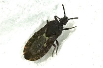 Neuroctenus