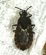Neuroctenus