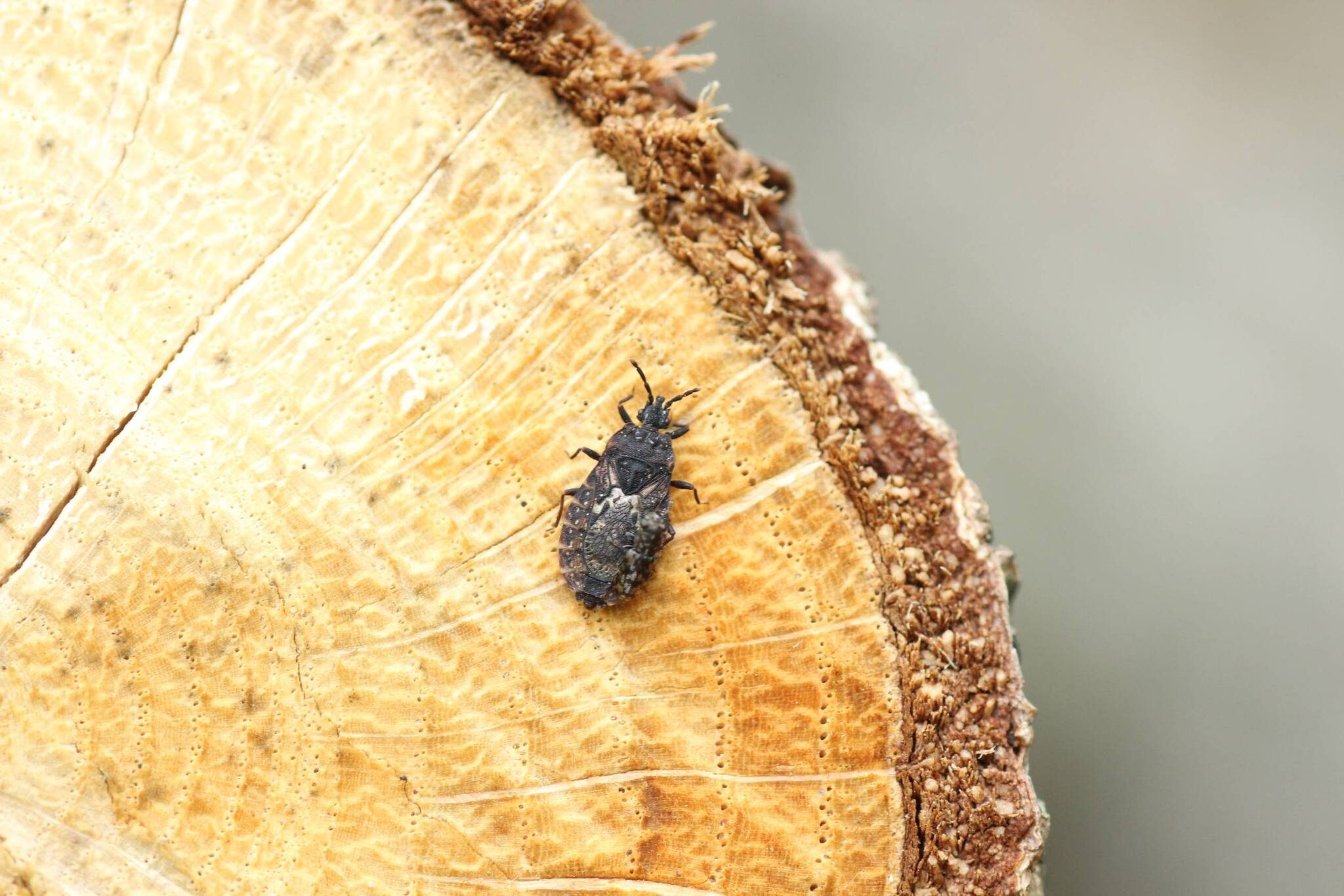 Neuroctenus