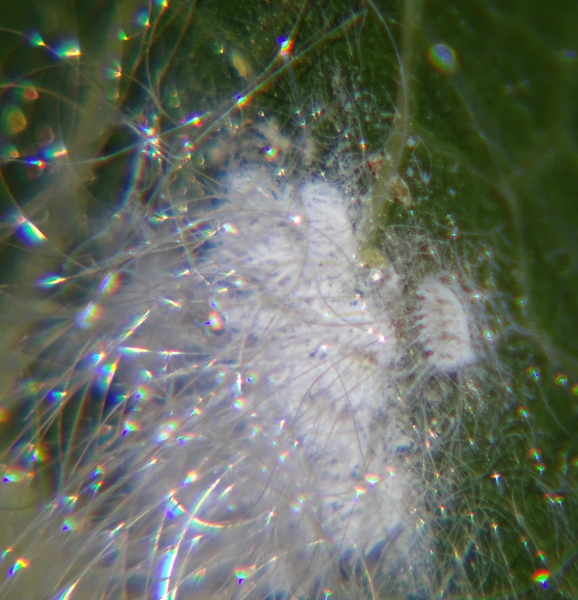 Aleurodicus dugesii
