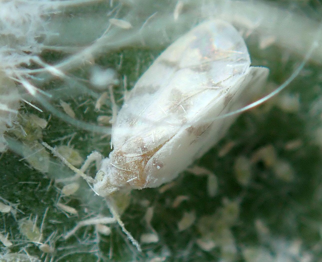 Aleurodicus dugesii